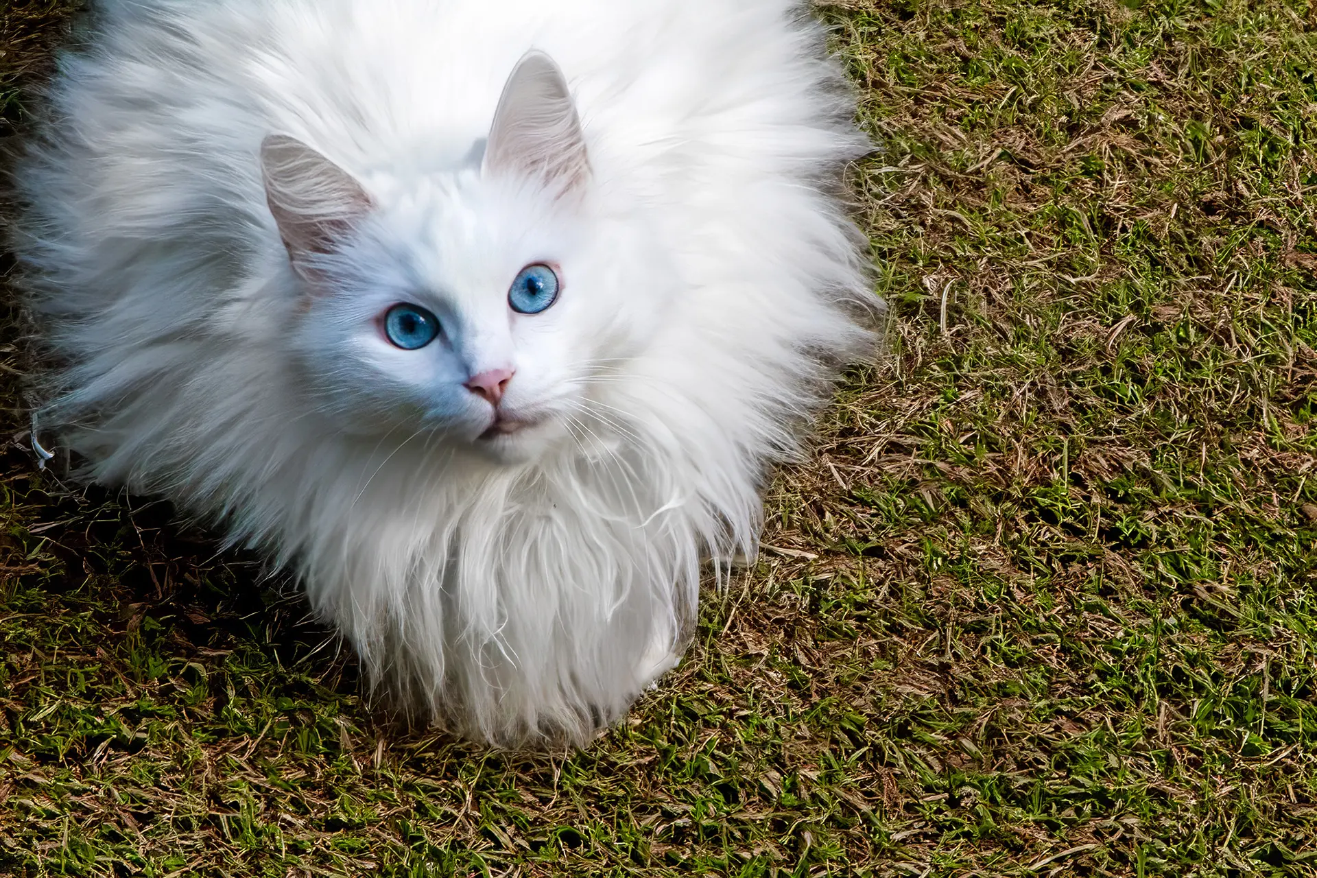 Blue Eyes