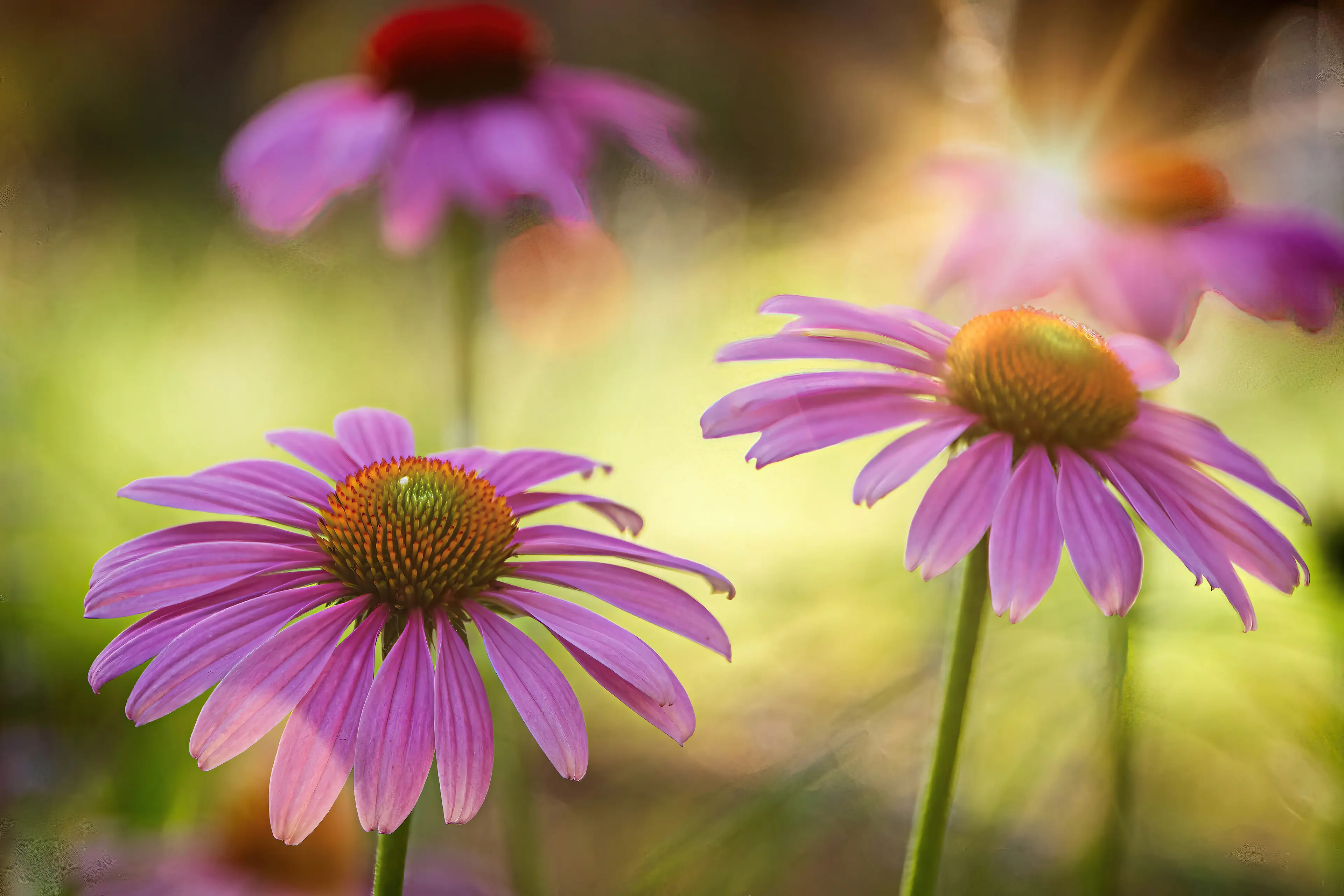 Nahaufnahme von lila Sonnenhüten (Echinacea) im warmen Gegenlicht der Morgensonne.