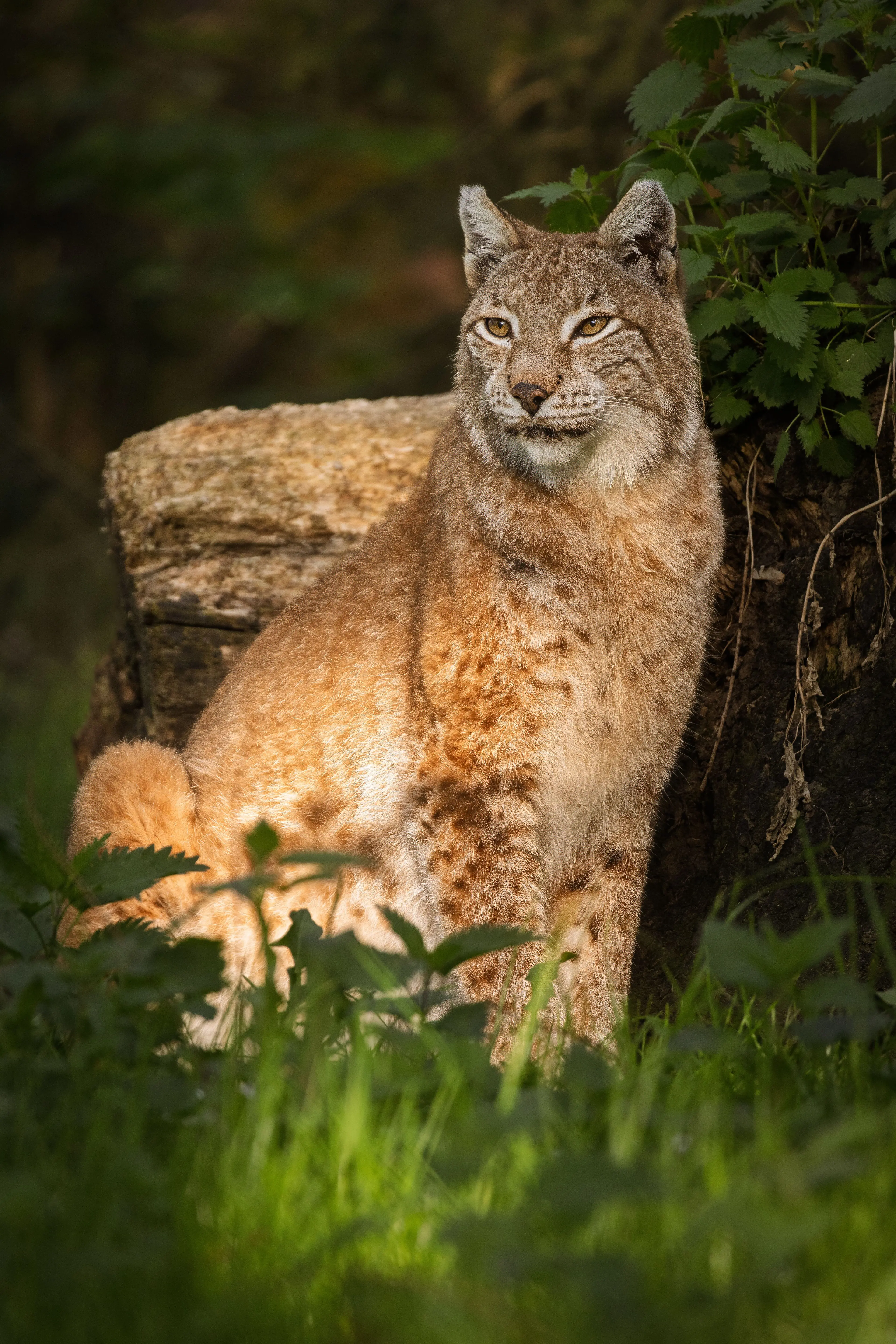 Lynx