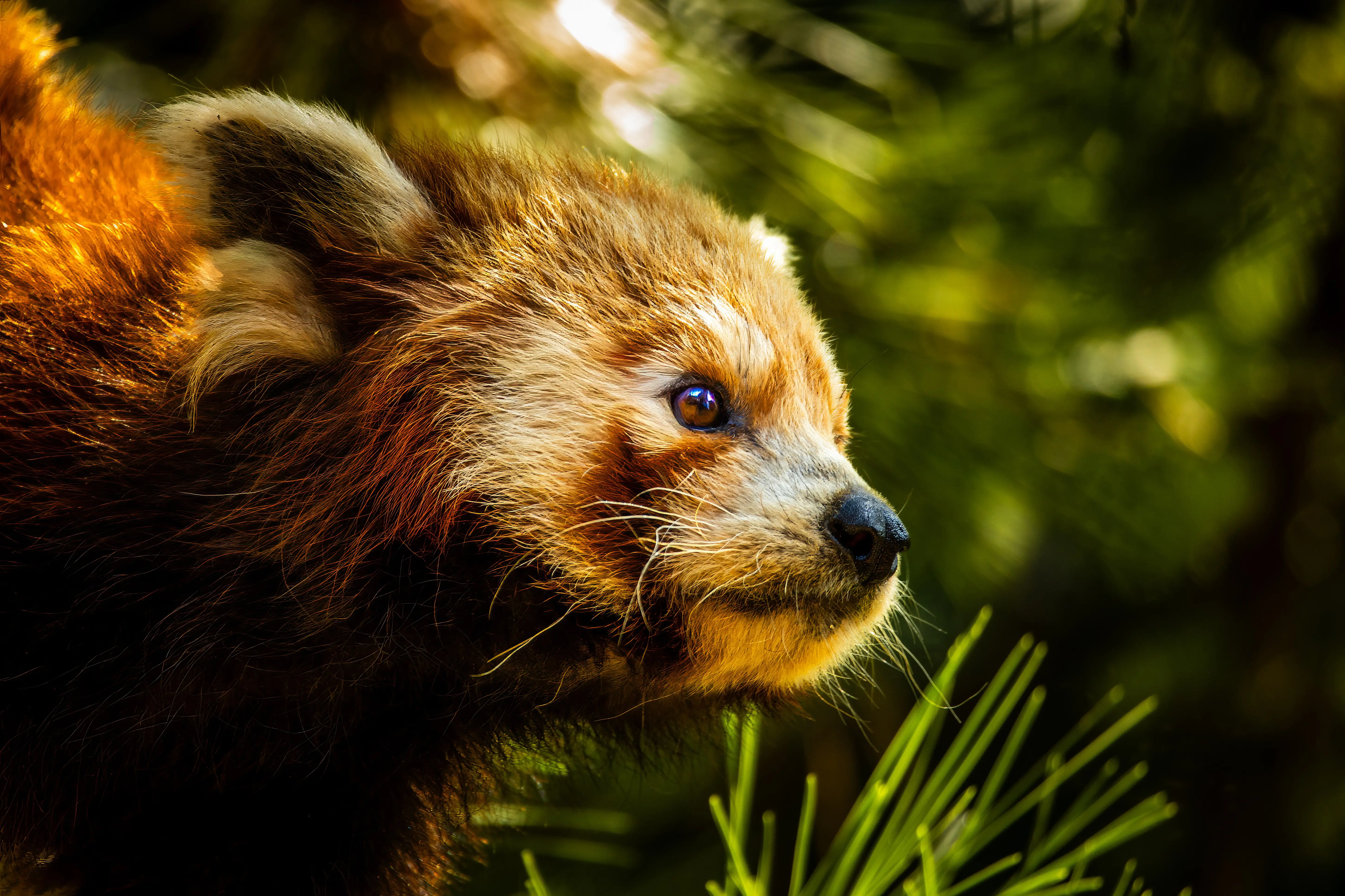 Red Panda