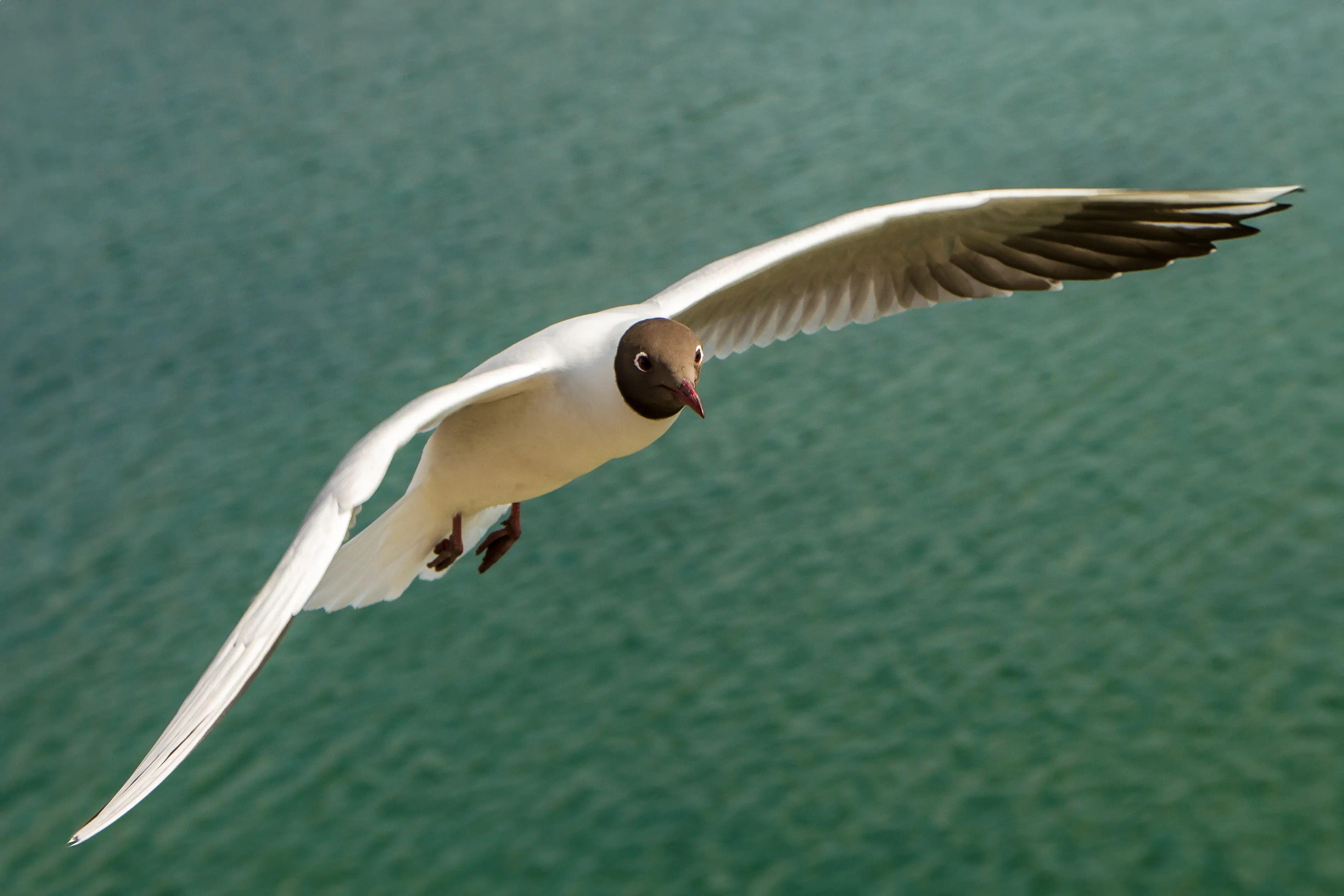 Eine fliegende Lachmöwe mit dunkelbraunem Kopf und ausgebreiteten weißen Flügeln über einem grünen Gewässer.